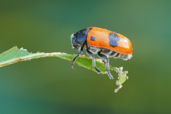 Skaliertes Bild Coleoptera, Chrysomelidae, Cryptocephalus primarius_2019_07_17--09-32-22.jpg 