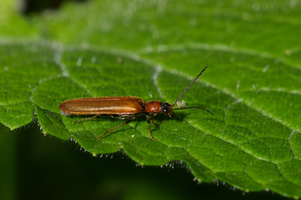 Skaliertes Bild Coleoptera, Elateridae, Denticollis linearis_2005_05_27--08-43-38.jpg 