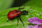 Vorschaubild Coleoptera, Attelabidae, Apoderus coryli, Blattroller_2020_08_19--09-30-20.jpg 