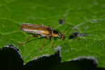 Vorschaubild Coleoptera, Cantharidae, Cantharis decipiens_2006_06_23--10-41-03.jpg 