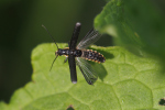 Vorschaubild Coleoptera, Cantharidae, beim Abflug_2019_05_17--09-56-19.jpg 