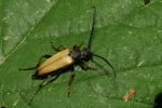 Vorschaubild Coleoptera, Cerambycidae, Corymbia rubra_2020_07_27--10-41-35.jpg 