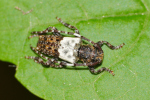 Vorschaubild Coleoptera, Cerambycidae, Pogonocherus hispidulus_2020_05_08--09-57-01.jpg 