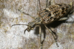 Vorschaubild Coleoptera, Cerambycidae, Rhagium inquisitor_2007_04_20--11-40-06.jpg 