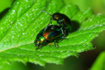 Vorschaubild Coleoptera, Chrysomelidae, Chrysolina fastuosa_2013_07_31--06-29-58.jpg 