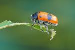 Vorschaubild Coleoptera, Chrysomelidae, Cryptocephalus primarius_2019_07_17--09-32-22.jpg 