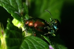 Vorschaubild Coleoptera, Chrysomelidae, Dlochryses fastuosa, Paarung_2006_08_08--16-58-04.jpg 
