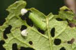 Vorschaubild Coleoptera, Chrysomelidae, Larve_2018_04_28--08-16-24.jpg 