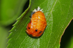 Vorschaubild Coleoptera, Coccinellidae, Puppe_2020_05_27--08-54-26.jpg 