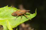 Vorschaubild Coleoptera, Curculionidae, Lixus bardanae_2011_08_20--08-43-38.jpg 