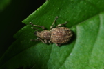 Vorschaubild Coleoptera, Curculionidae, Orchestes_2014_05_16--15-00-58.jpg 