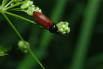 Vorschaubild Coleoptera, Elateridae, Ampedus pomonae_2013_05_04--13-05-12.jpg 