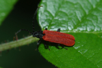 Vorschaubild Coleoptera, Lycidae, Pyropterus nigroruber_2013_08_23--13-11-49.jpg 