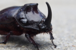 Vorschaubild Coleoptera, Scarabaeidae, Oryctes nasicornis, Nashornkaefer_2017_06_29--12-42-03.jpg 