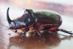 Vorschaubild Coleoptera, Scarabaeidae, Oryctes nasicornis, Nashornkaefer_2017_06_29--18-13-50.jpg 
