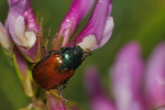 Vorschaubild Coleoptera, Scarabaeidae, Phyllopertha horticola, Julikaefer_2020_07_10--07-14-53.jpg 