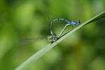 Vorschaubild Odonata, Coenagrionidae, Coenagrion puella, Hufeisen-Azurjungfer, Paarungsrad_2019_06_02--10-51-08.jpg 
