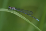 Vorschaubild Odonata, Coenagrionidae, Ischnura elegans, Grosse Pechlibelle_2019_05_16--11-27-00.jpg 