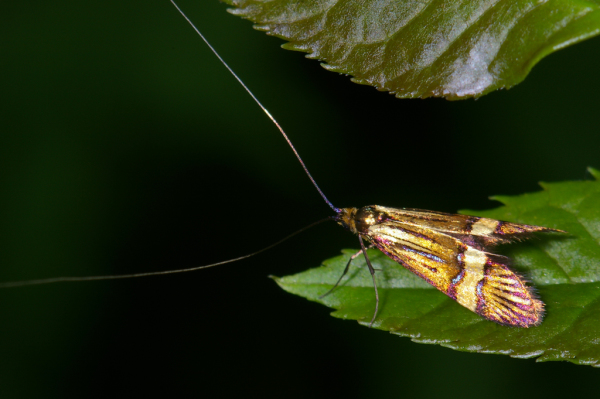 Skaliertes Bild Lepidoptera, Adelidae, Nemophora degeerella_2005_06_24--08-59-52.jpg 