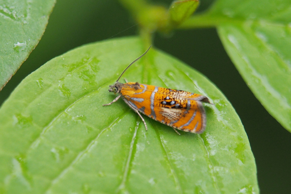 Skaliertes Bild Lepidoptera, Tortricidae, Olethreutes arcuella_2020_04_28--13-39-46.jpg 