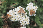 Vorschaubild Lepidoptera, Choreutidae, Tebenna_2018_08_06--15-58-35.jpg 