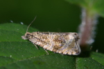 Vorschaubild Lepidoptera, Tortricidae, Celypha lacunana_2006_06_23--11-45-47.jpg 