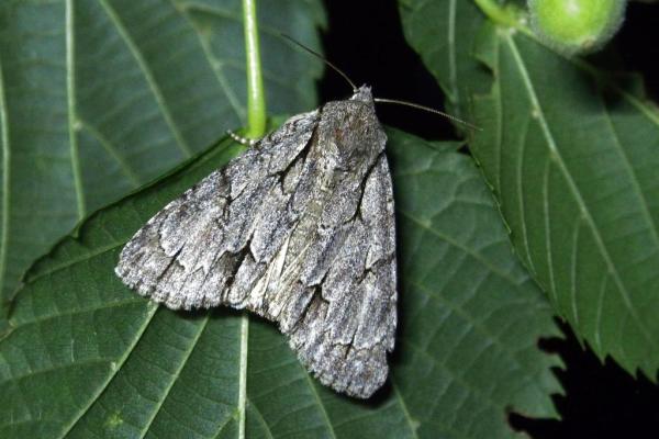 Skaliertes Bild Lepidoptera, Noctuidae, Acronicta psi, Pfeileule_2017_06_18--21-26-50.jpg 