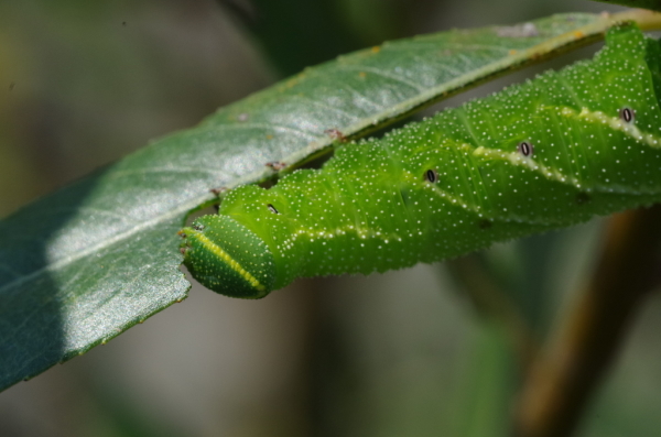 Skaliertes Bild Lepidoptera, Sphingidae, Laothoe populi, Pappelschwaermer, Larve_2014_09_07--12-24-52.jpg 