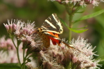 Vorschaubild Lepidoptera, Arctiidae,  Euplagia quadripunctaria, Russischer Baer_2020_08_11--10-19-46.jpg 