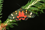 Vorschaubild Lepidoptera, Arctiidae, Callimorpha dominula, Schoenbaer_2009_07_04--15-04-15.jpg 