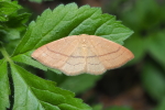 Vorschaubild Lepidoptera, Geometridae,  Adactylotis gesticularia_2018_05_13--13-44-15.jpg 