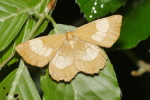 Vorschaubild Lepidoptera, Geometridae, Angerona prunaria, Schlehenspanner_2020_06_09--09-44-37.jpg 