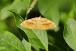 Vorschaubild Lepidoptera, Geometridae, Camptogramma bilineata_2019_08_10--18-36-29.jpg 