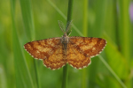 Vorschaubild Lepidoptera, Geometridae, Ematurga atomaria_2019_05_31--09-26-37.jpg 