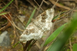 Vorschaubild Lepidoptera, Geometridae, Epirrhoe rivata_2020_08_02--10-35-22.jpg 