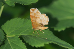 Vorschaubild Lepidoptera, Geometridae, Eulithis mellinata_2018_05_22--10-34-30.jpg 