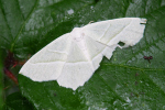 Vorschaubild Lepidoptera, Geometridae, Jodis lactearia_2020_06_18--09-38-33.jpg 