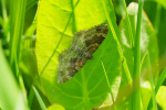 Vorschaubild Lepidoptera, Geometridae, Xanthorhoe spadicearia_2020_06_02--16-09-01.jpg 