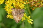 Vorschaubild Lepidoptera, Noctuidae, Euclidia glyphica_2017_07_30--11-55-14.jpg 