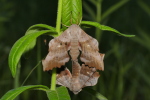 Vorschaubild Lepidoptera, Sphingidae, Laothoe populi, Pappelschwaermer, Paarung_2020_05_07--09-32-16.jpg 