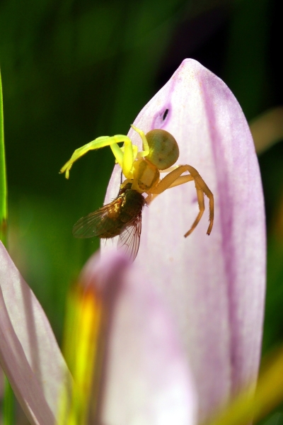 Skaliertes Bild Araneae, Thomisidae, Misumena vatia_2015_08_27--08-46-52.jpg 