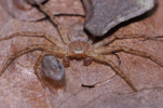 Vorschaubild Araneae, Philodromidae,_2012_03_12--11-01-48.jpg 