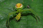 Vorschaubild Araneae, Thomisidae, Diaea dorsata, Beute_2011_06_05--10-45-55.jpg 