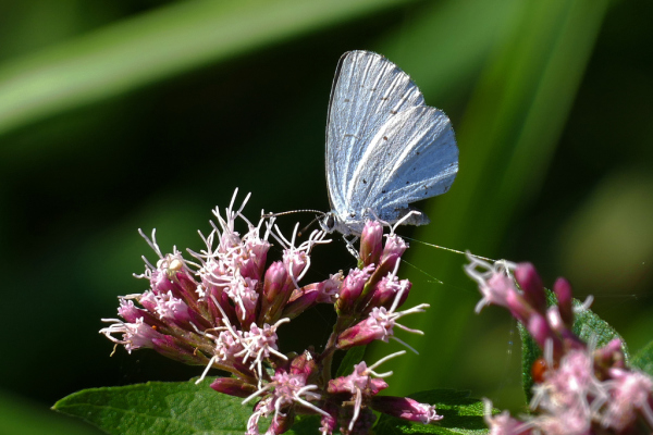 Skaliertes Bild Lepidoptera, Lycaenidae, Cupido minimus_2019_08_31--11-54-58.jpg 