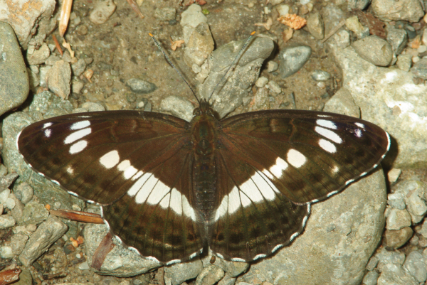 Skaliertes Bild Lepidoptera, Nymphalidae, Limenitis camilla, Kleiner Eisvogel_2009_06_12--15-10-55.jpg 