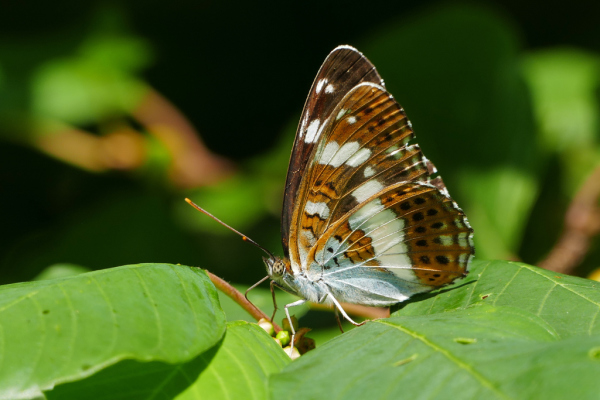 Skaliertes Bild Lepidoptera, Nymphalidae, Limenitis camilla, Kleiner Eisvogel_2019_07_19--10-22-10.jpg 
