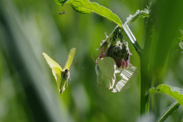 Skaliertes Bild Lepidoptera, Pieridae, Gonepteryx rhamni, Zitronenfalter, Paarflug_2020_06_01--15-10-46.jpg 