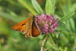 Vorschaubild Lepidoptera, Hesperiidae, Ochlodes sylvanus_2018_06_26--09-50-26.jpg 