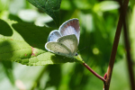 Vorschaubild Lepidoptera, Lycaenidae, Celastrina argiolus_2019_07_04--13-18-40.jpg 