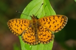 Vorschaubild Lepidoptera, Nymphalidae, Boloria pales_2014_05_13--11-47-05.jpg 